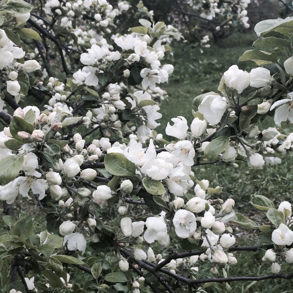 Яблоневый сад москва ангарские. Яблоневое дерево кристиан беркель. Предложение про яблоню. Яблоневый сад предложение. Влюбленные в весеннем саду.