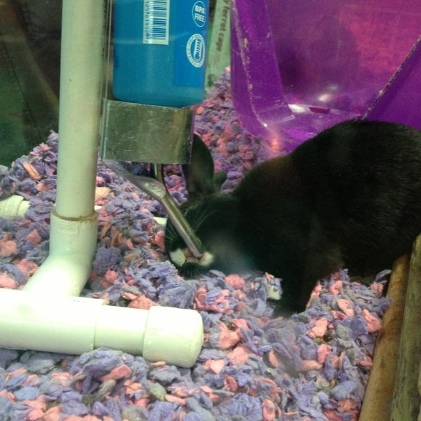 Photo taken at Petland Kennesaw by Yvonne on 1/3/2013