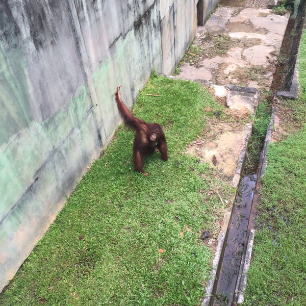 Matang Wildlife Centre - 8 tips