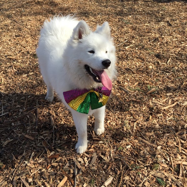 Frenchtown Dog Park Dog Park in Soulard