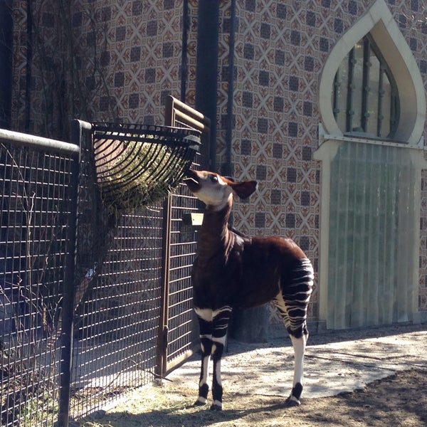 4/10/2016 tarihinde Astrid D.ziyaretçi tarafından Zoo Antwerpen'de çekilen fotoğraf