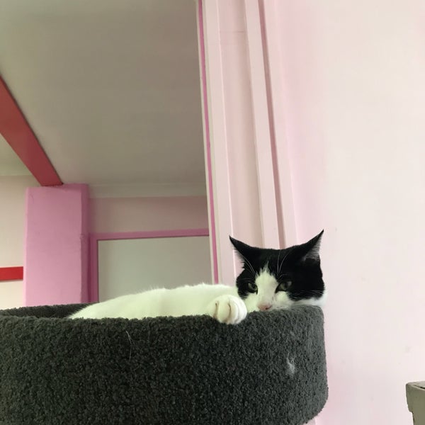 Photo taken at Cat Cuddle Cafe by Maria C. on 9/22/2018
