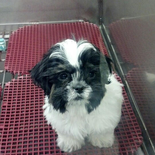 Pat's Pets Mishawaka, IN