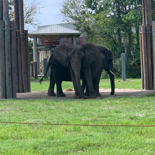Jacksonville Zoo Elephant Northside 1 tip from 341 visitors
