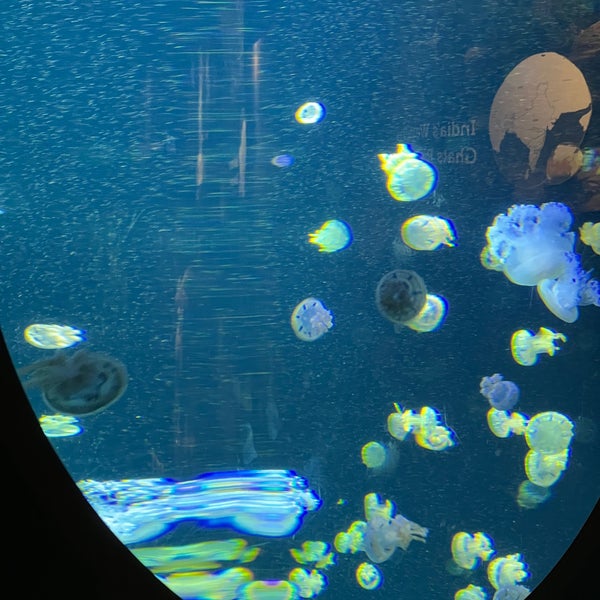 12/25/2022にYegor K.がVancouver Aquariumで撮った写真