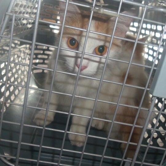 Pusat Haiwan Ara Ampang - Veterinarian