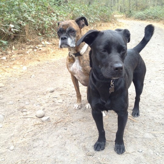 Sandy River Delta Dog Park Troutdale, OR