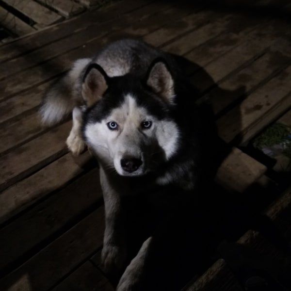 нижний новгород места для собаки. площадка для собак марьино. собака марьино. зоозащитники московской области. парк 850 летию москвы беспредел на собачьих площадках.