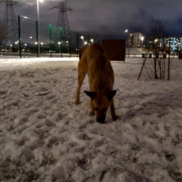 собака марьино