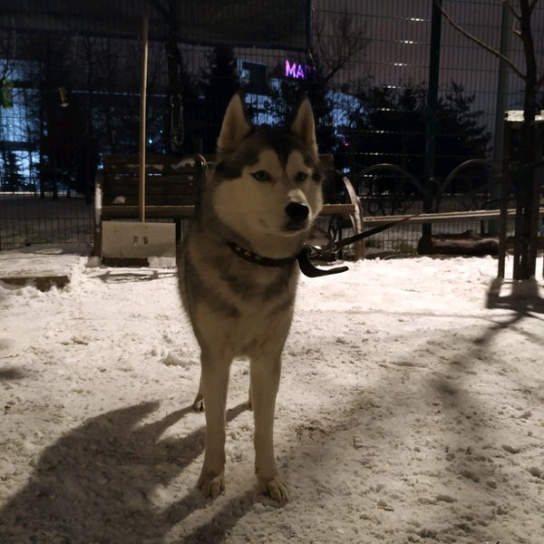 16 собак в квартире. спасли собак в марьино. нашли йоркширского терьера братск. собака марьино. собака марьино.