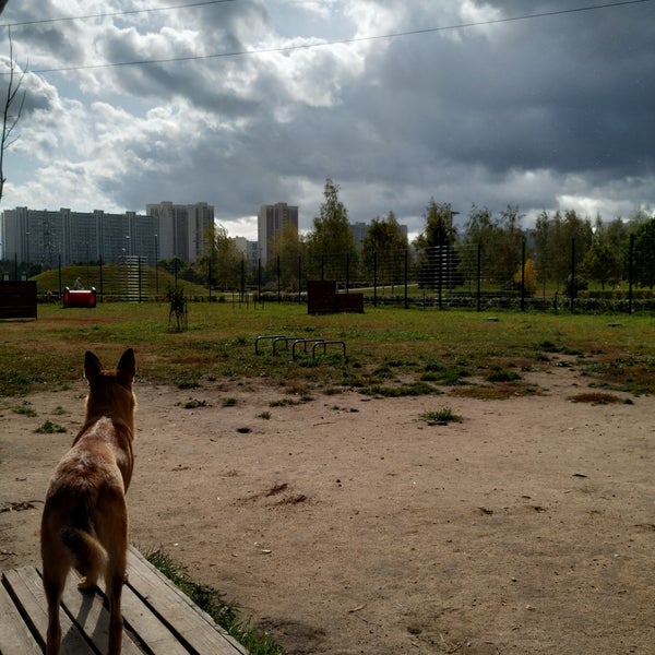 хвоико пес.