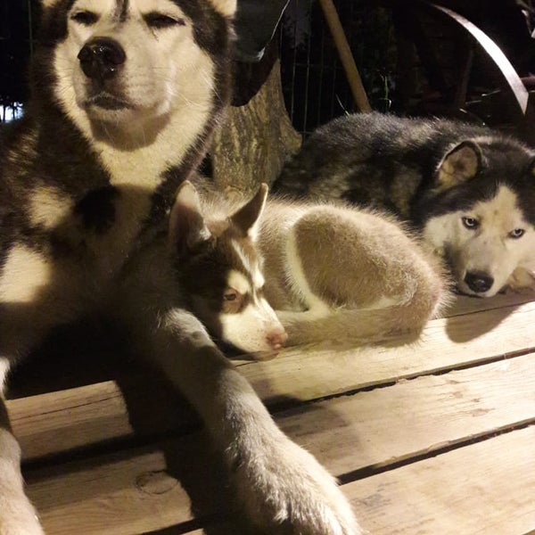 собака марьино