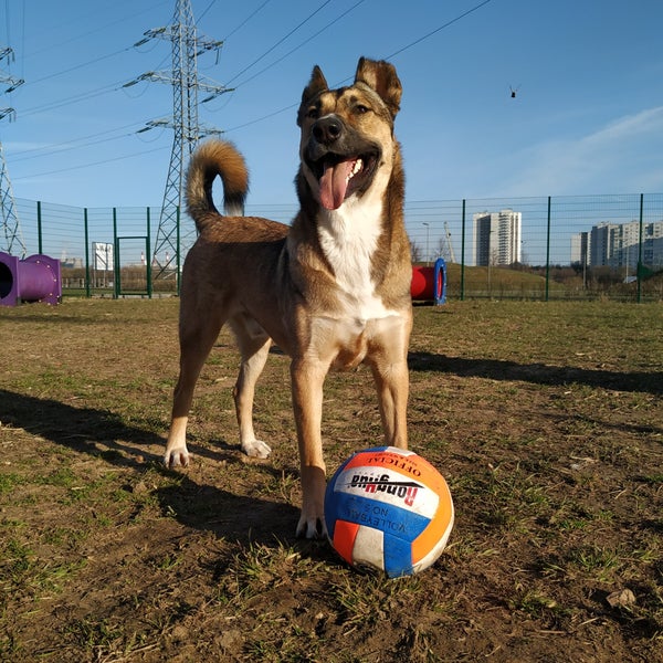 полицейский с собакой. пожилой пес. хозяйка с кобелем. собака в ужасном состоянии. москва марьино площадки для выгула собак.