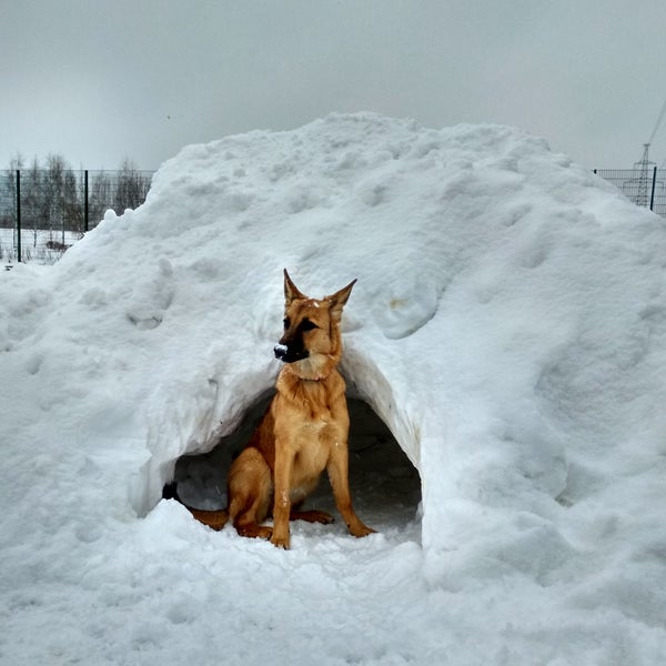 собака марьино