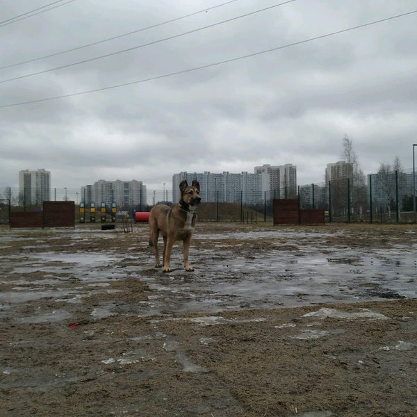 беладонна ветеринарная клиника. собака марьино. собака марьино. ёрк и московский дракон собаки. площадки для выгула собак в парке 850 летия москвы.