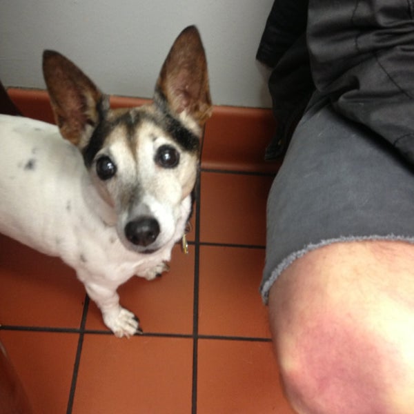 vca madera pet hospital