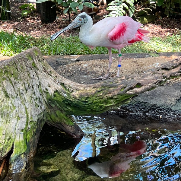 Photo taken at The Florida Aquarium by Carla S. on 4/10/2022