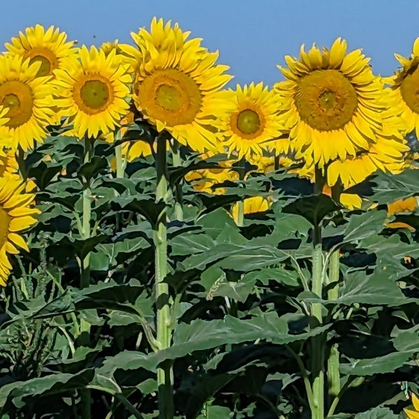 Corn Maze Buhler, KS