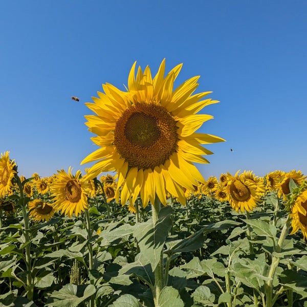 Corn Maze Buhler, KS