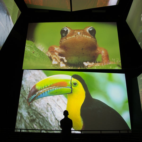 3/8/2014 tarihinde Biomuseoziyaretçi tarafından Biomuseo'de çekilen fotoğraf