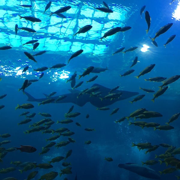 3/9/2017 tarihinde Pank M.ziyaretçi tarafından Georgia Aquarium'de çekilen fotoğraf