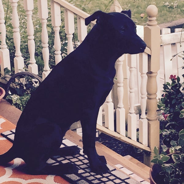 Oak Hill Kennel llc 807 Blackburn Rd