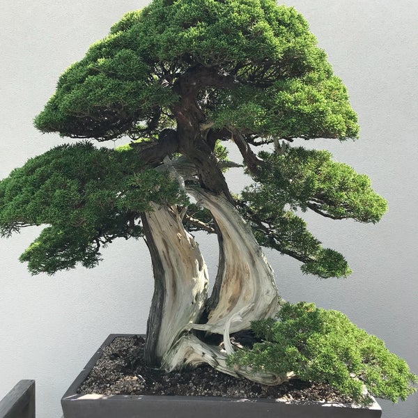 National Bonsai and Penjing Museum бонсай на Камне