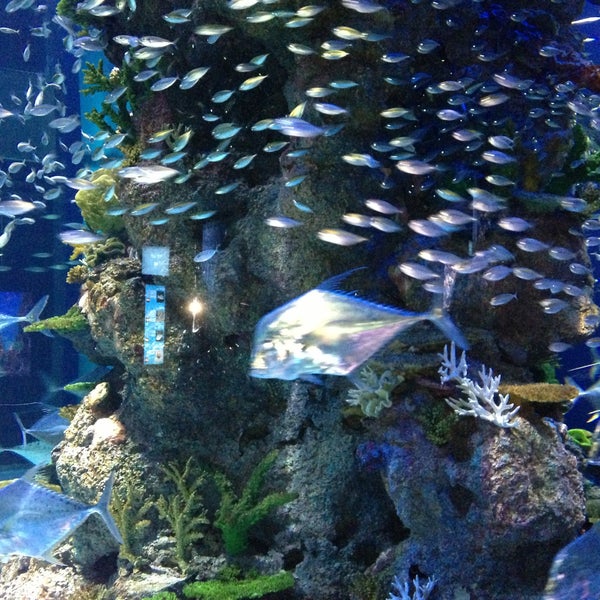 5/6/2013에 venus s.님이 Underwater World And Dolphin Lagoon에서 찍은 사진