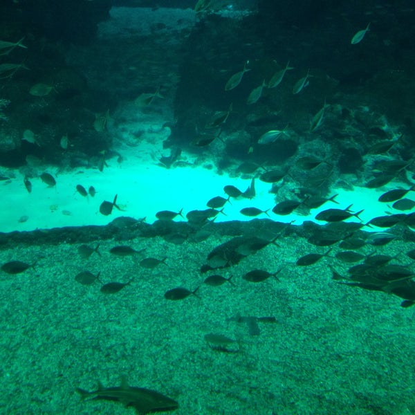Снимок сделан в Underwater World And Dolphin Lagoon пользователем venus s. 5/6/2013
