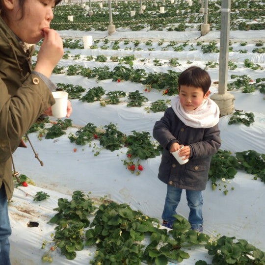 貴志川観光いちご狩り園 Farm In 紀の川市 貴志川観光いちご狩り園 Farm In 紀の川市