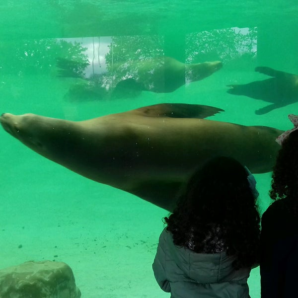 The sea lions are the best