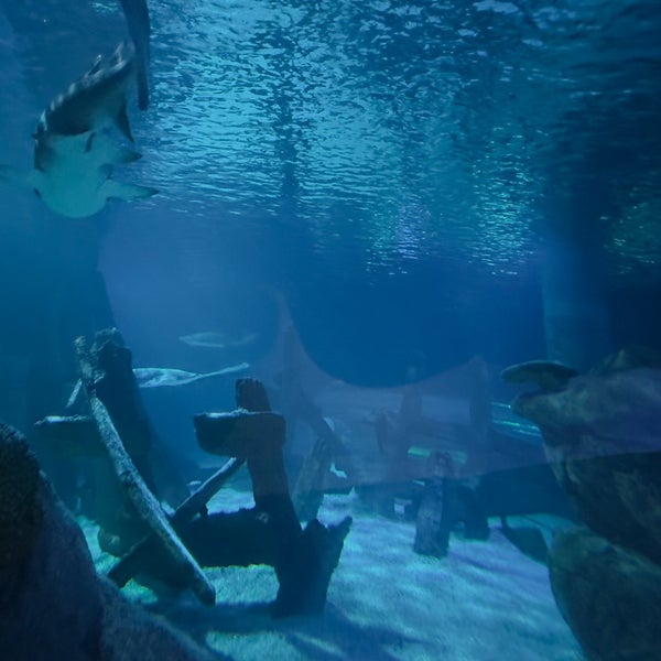 Foto tomada en SEA LIFE Minnesota Aquarium  por Tarun S. el 6/19/2023