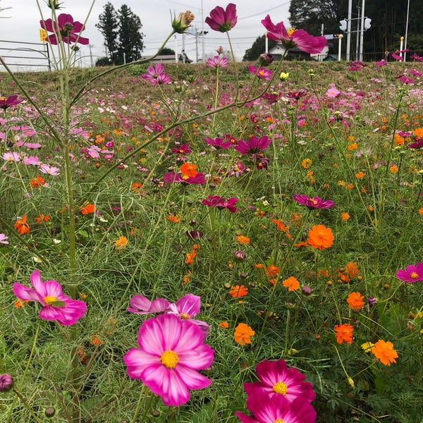 小美玉市希望ヶ丘公園 中台418