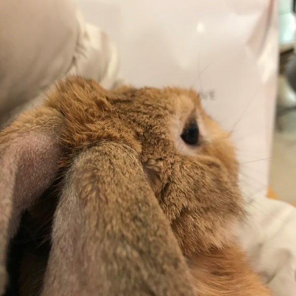 P2 なんばパークス店 難波のペットショップ