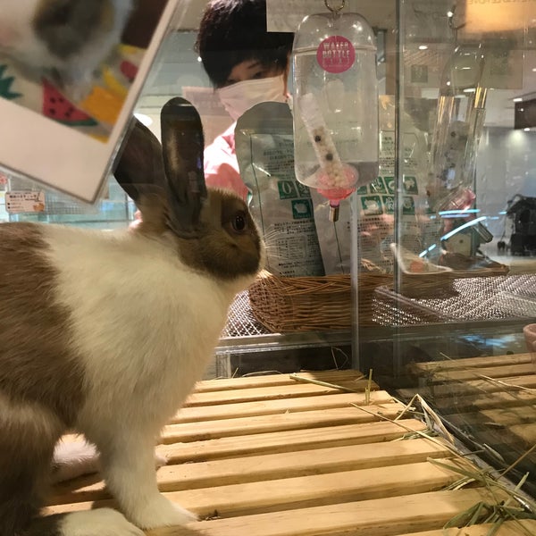 P2 なんばパークス店 難波のペットショップ