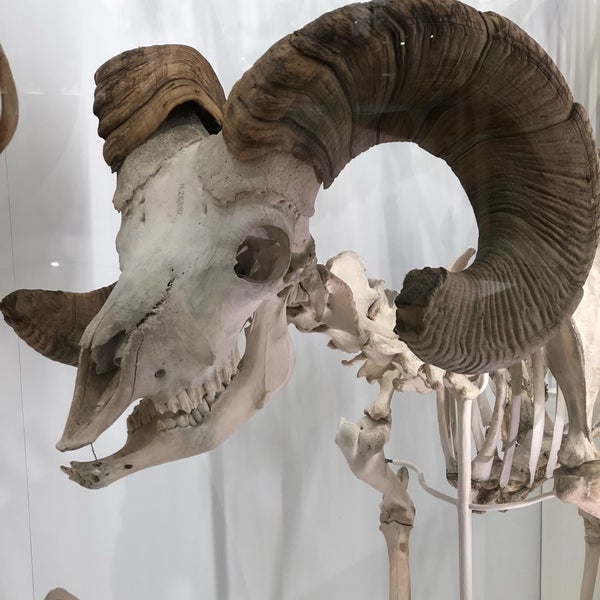 Снимок сделан в Cambridge University Museum Of Zoology пользователем Jaroslaw M. 1/29/2019