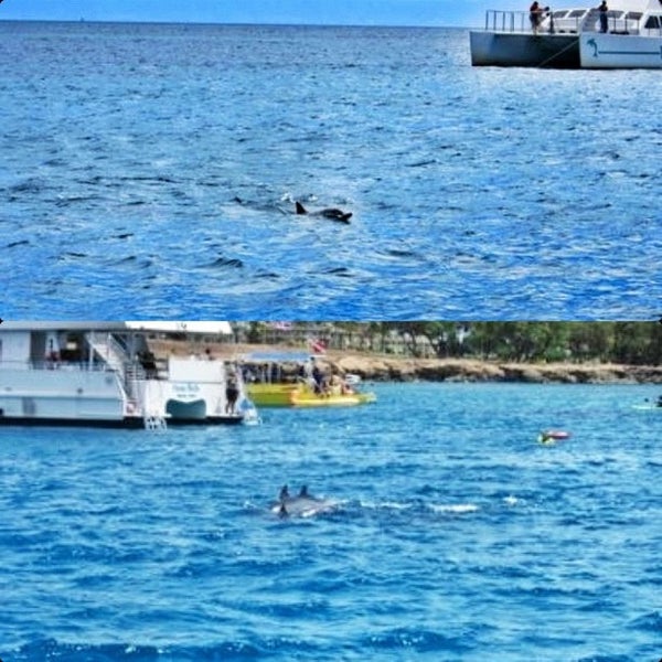 Снимок сделан в Ko&#39;olina Ocean Adventures | Swim With Dolphins Adventure! пользователем Ian T. 9/18/2012