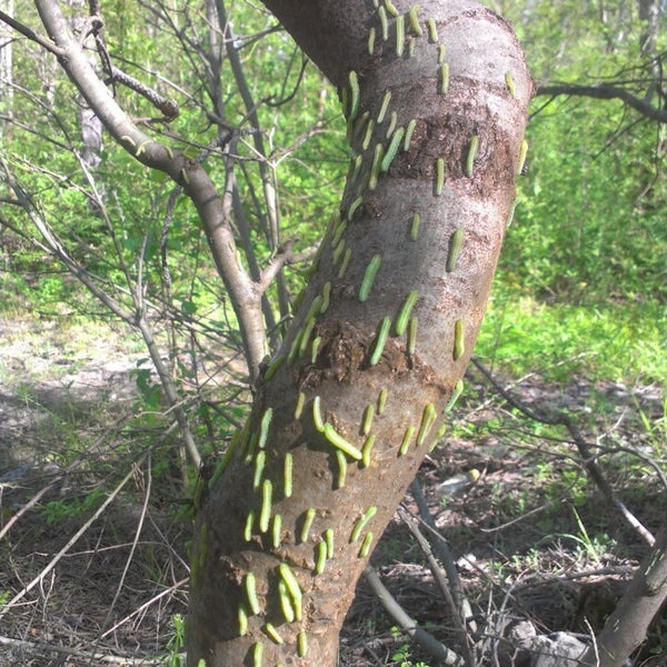 Кесслерский лес