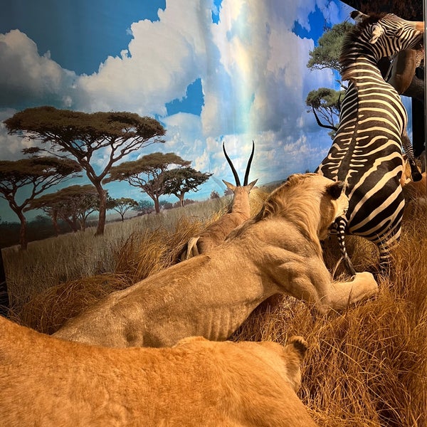 Foto scattata a Houston Museum of Natural Science da Cheetah il 1/21/2023