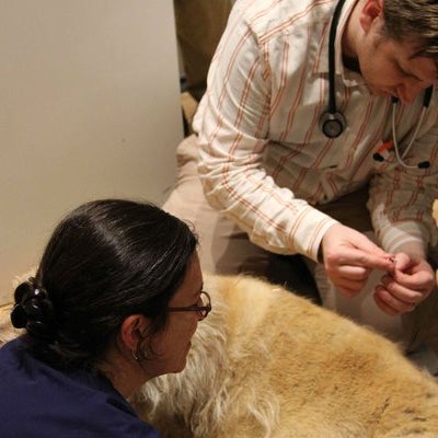 Снимок сделан в Pure Paws Veterinary Care of Clinton Hill пользователем Pure Paws Veterinary Care of Clinton Hill 3/18/2014