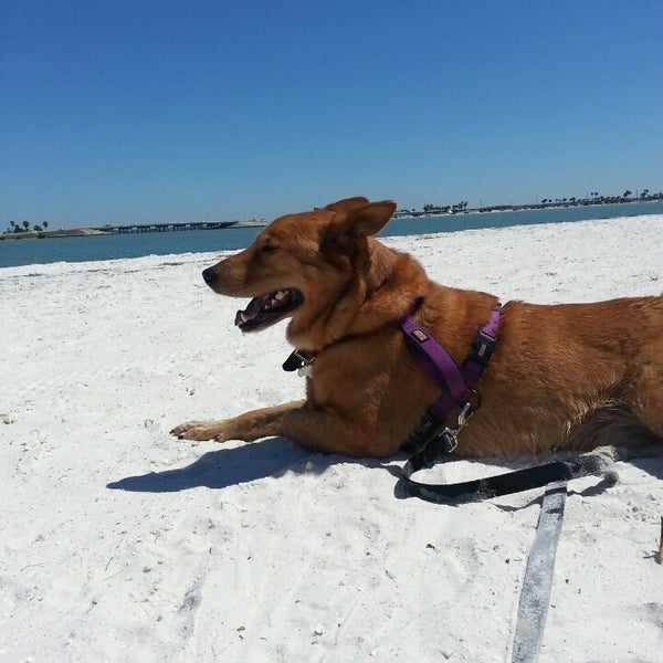 Photos At Honeymoon Island State Park Pet Beach In Dunedin Honeymoon Island State Park Pet Beach