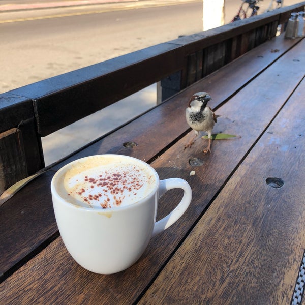 Having coffee with a bird!