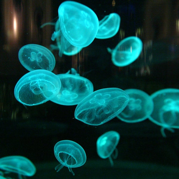 3/19/2014 tarihinde Aquarium de Vannesziyaretçi tarafından Aquarium de Vannes'de çekilen fotoğraf