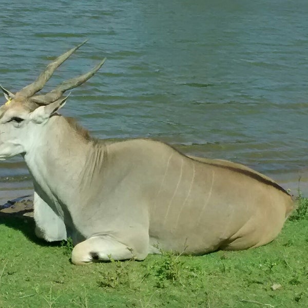 2/15/2015 tarihinde Felipe H.ziyaretçi tarafından Pampas Safari'de çekilen fotoğraf