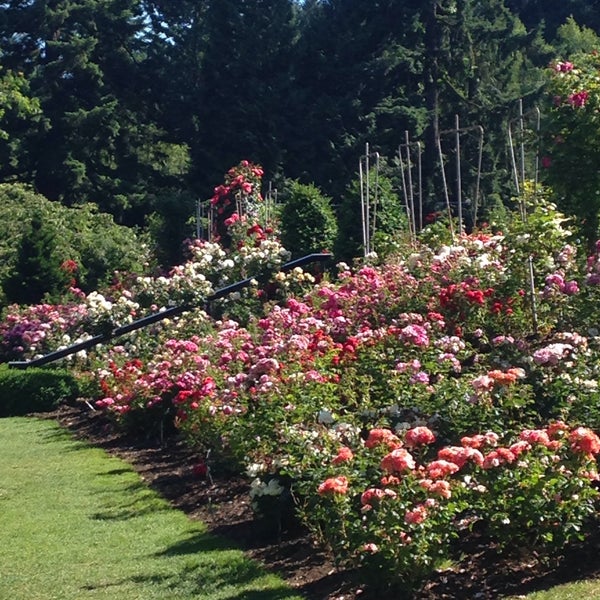 Photos at International Rose Test Garden - Botanical Garden