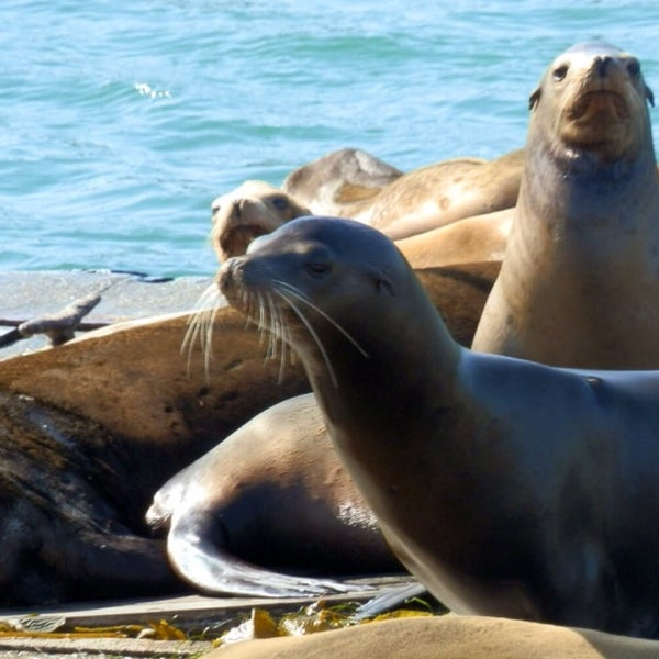 Very family oriented. Great way to see the city shoreline and a sure way to see Sea lions.