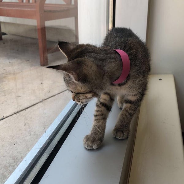 Animal Protective Association Animal Shelter in Brentwood