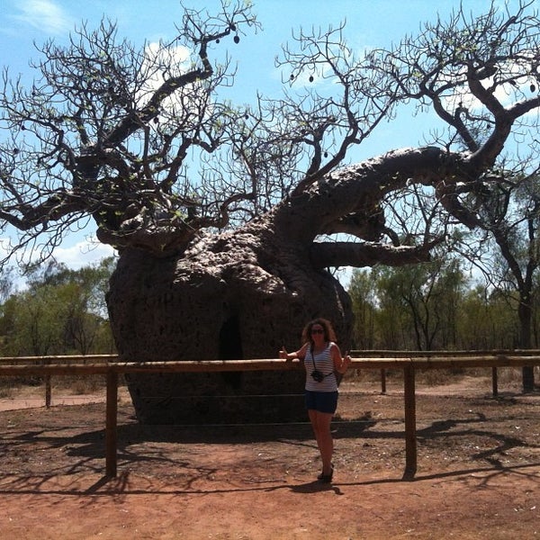 Tree 40