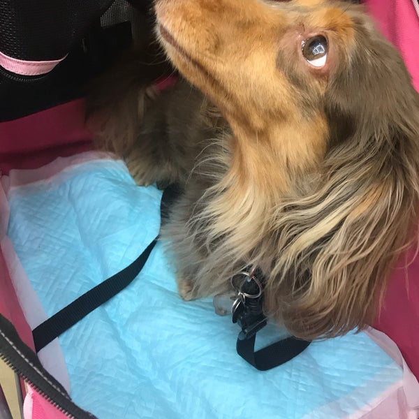 Photos At Acプラザ 苅谷動物病院 明治通り病院 江東区 東京都 Photos At Acプラザ 苅谷動物病院 明治通り病院 江東区 東京都