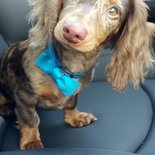 Photos at PetSmart Raleigh, NC